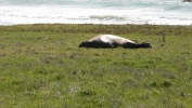PICTURES/Elephant Seals on Cambria Beach/t_P1050248.JPG